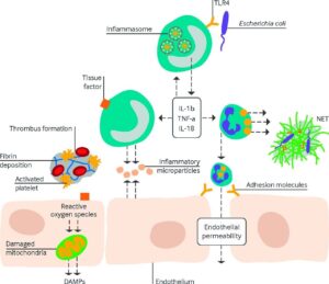 FIGURE 1: Pathophysiologic processes involved in sepsis [62]. DAMPs= damage associated molecular patterns; IL= interleukin; TLR4= Toll-like receptor 4; TNF- α = tumor necrosis factor α