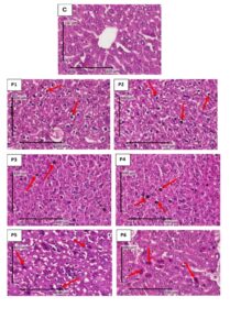 FIGURE 2: Comparison of microscopic images of mice hepatocyte necrosis (Mus musculus)  during lactation with H.E staining, X 400.